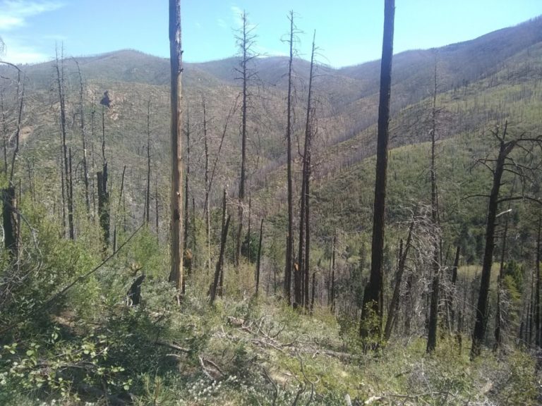 Lower Nambe Trail burn area