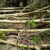 Aspen deadfall across trail