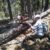 Osha Trail sawing