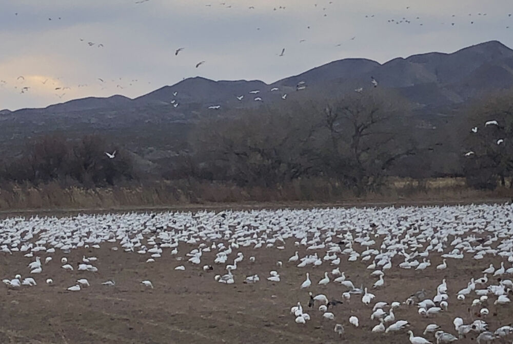 Bosque del Apache NWR