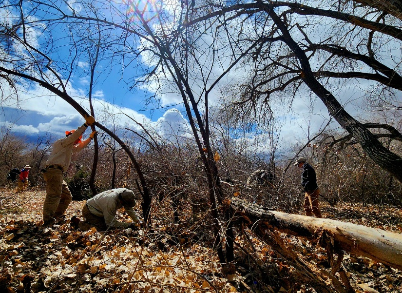 Los Luceros Historic Site – Invasive Tree Removal